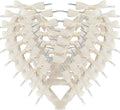 50pcs 2-1/2" Mini Satin Ribbon Bows with Twist Ties for Crafts Gift Wrapping Packing Christmas Decoration (2.5"-Ivory)